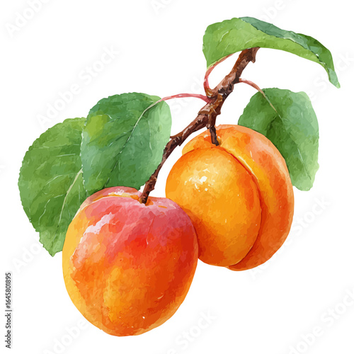 A watercolor painting of Apricot, vector illustration on white background.