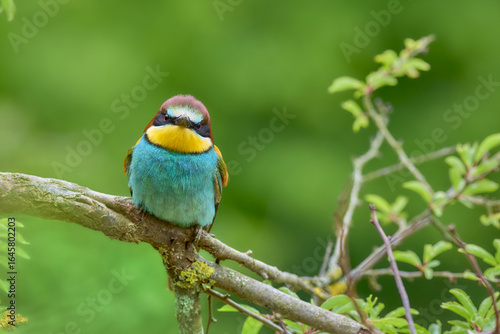 Bee-eater sitting on a branch
