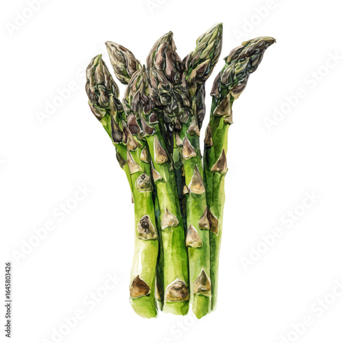 A watercolor painting of Asparagus, vector illustration on white background.