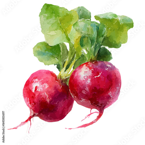 A watercolor painting of Radish, vector illustration on white background.