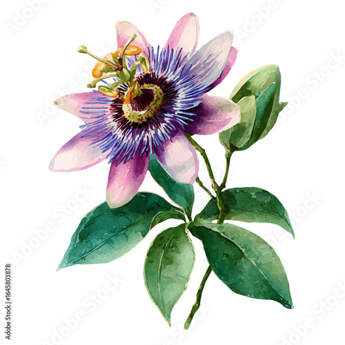 Passionflower in watercolor style, vector illustration, isolated on white background.