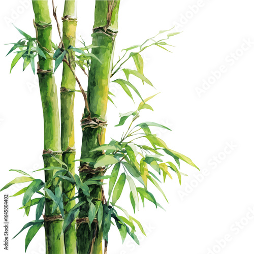 Bamboo in watercolor style, vector illustration, isolated on white background.