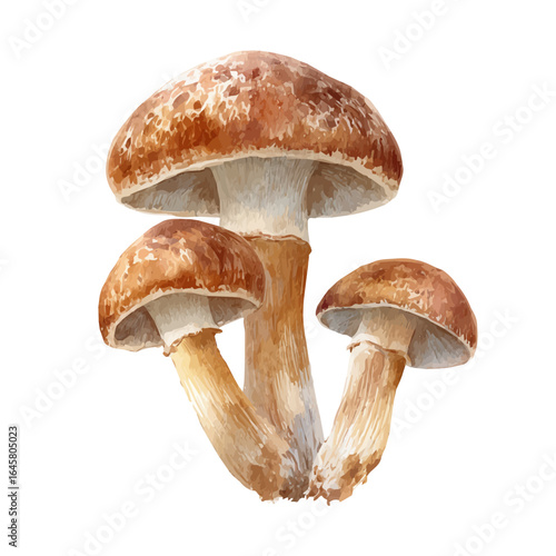 A watercolor painting of Shiitake Mushroom, vector illustration on white background.