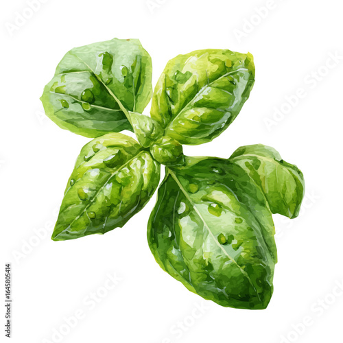 Basil in watercolor style, vector illustration, isolated on white background.