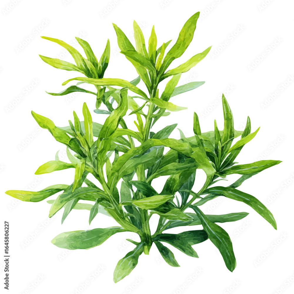 Fototapeta premium Watercolor vector illustration of Tarragon, isolated on white background.