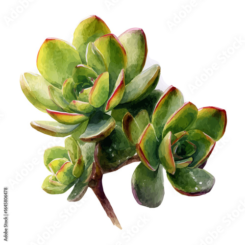 Watercolor vector illustration of Split Rock Succulent, isolated on white background.