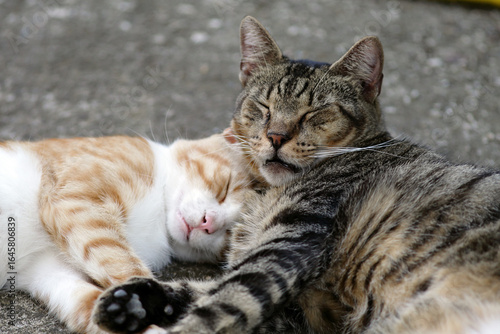 Two cats cuddling and sleeping together outdoors