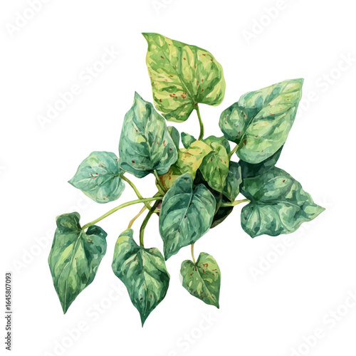 Watercolor vector illustration of Arrowhead Plant, isolated on white background.