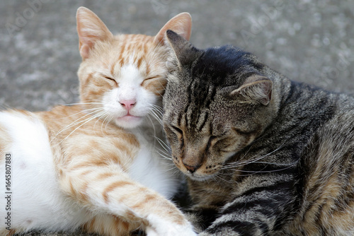 Two cats cuddling and sleeping together outdoors