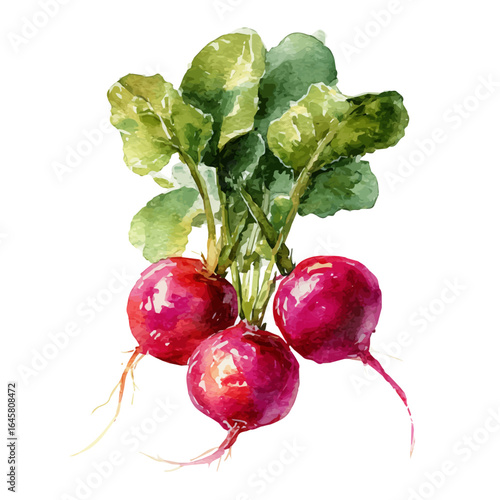 Radish, watercolor painting, vector illustration, isolated on a white background.