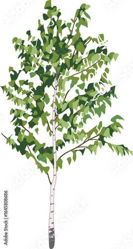 Young birch tree with green crown isolated on white background