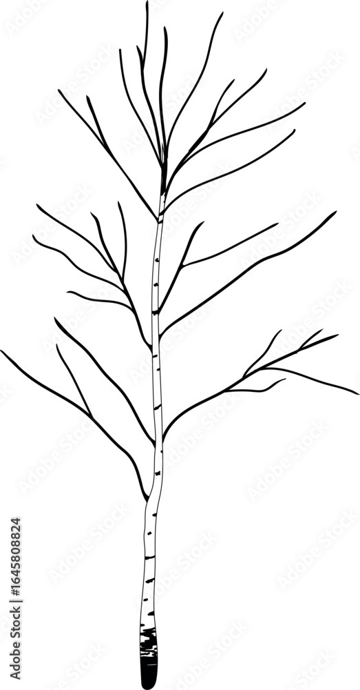 Fototapeta premium Birch tree with bare branches without leaves