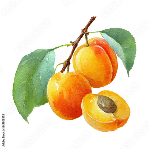 Watercolor vector illustration of Apricot, isolated on white background.