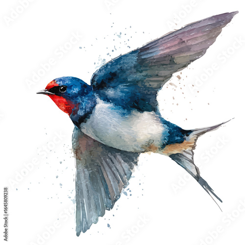 A watercolor painting of Swallow, vector illustration on white background.