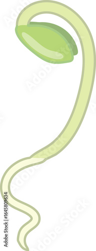 Green plant sprout with root isolated on white background	