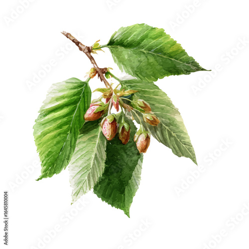 Slippery Elm in watercolor style, vector illustration, isolated on white background.