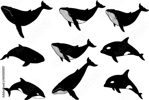 whale silhouettes
