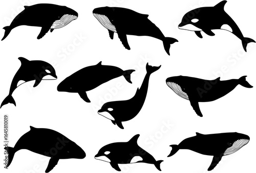 whale silhouettes

