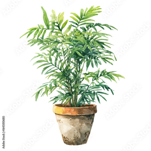 Parlor Palm, watercolor painting, vector illustration, isolated on a white background.