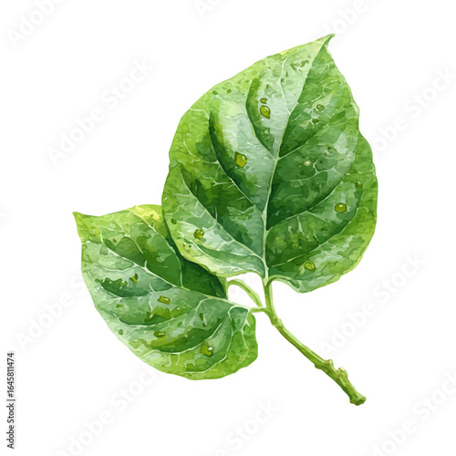Bael Leaf in watercolor style, vector illustration, isolated on white background.