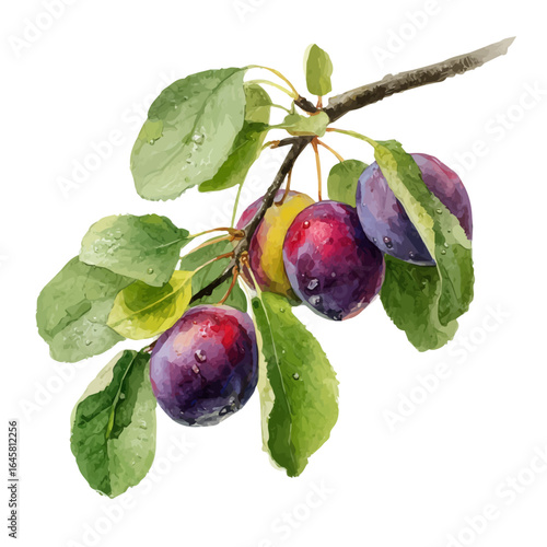 Plum Tree, watercolor painting, vector illustration, isolated on a white background.
