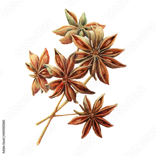 Anise in watercolor style, vector illustration, isolated on white background.