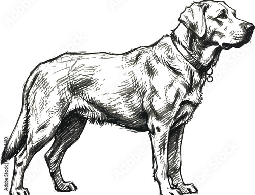 Labrador Retriever Sketch, Standing Profile View on a White Background
