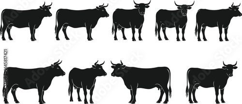 Silhouette set of cows in different standing positions, black vector cattle icons, farm animal illustrations, livestock graphic, domestic animal collection
