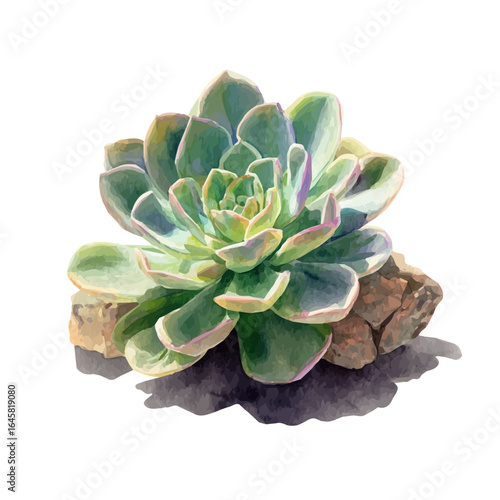 Watercolor vector illustration of Split Rock Succulent, isolated on white background.