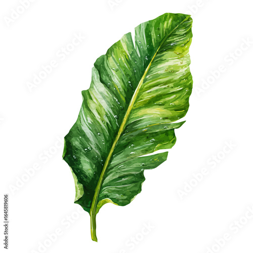 A watercolor painting of Plantain Leaf, vector illustration on white background.