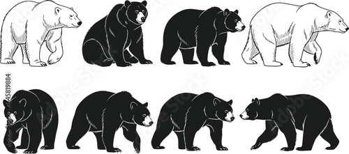 Wild bear silhouette vector set, black and white bear illustrations, polar and grizzly bear poses, animal wildlife drawing, forest nature design