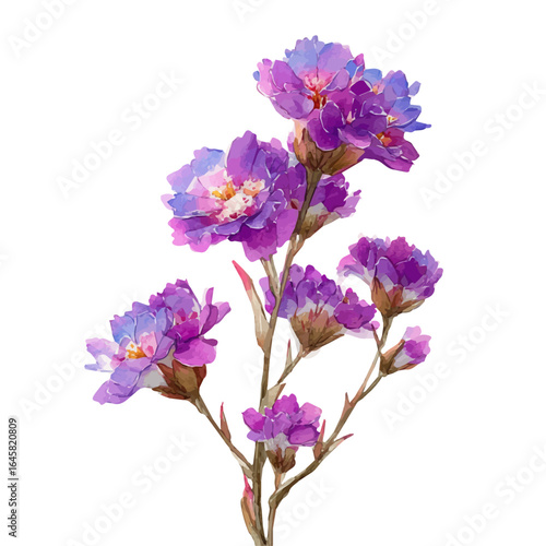 A watercolor painting of Statice Flower, vector illustration on white background.
