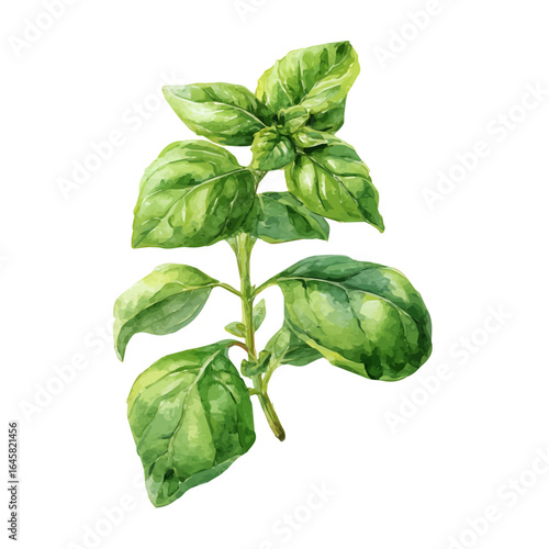 Watercolor vector illustration of Basil, isolated on white background.