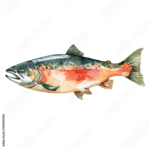 Baked Salmon, watercolor painting, vector illustration, isolated on a white background.
