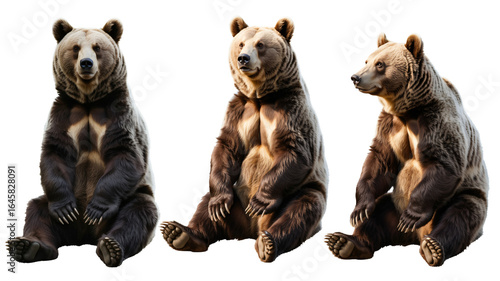 Three Brown Bears Sitting Together Observing Their Surroundings