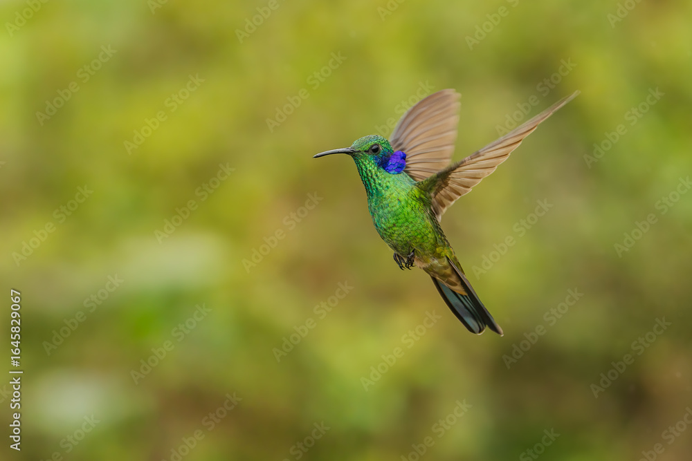 Obraz premium The lesser violetear (Colibri cyanotus), also known as the mountain violet-ear, is a medium-sized, metallic green hummingbird in Ecuador