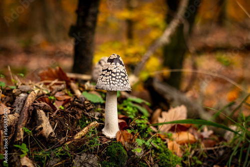Herbst