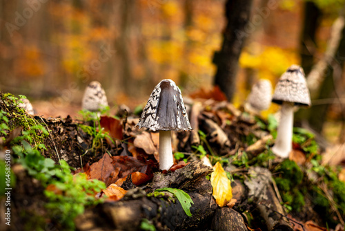 Herbst