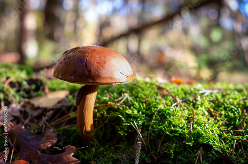 Herbst