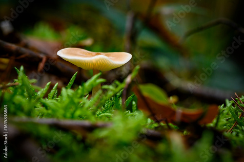Herbst