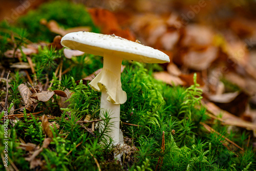Herbst