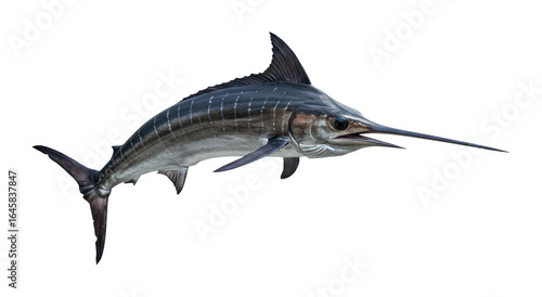 Swordfish swimming gracefully in open ocean marine life high-definition underwater environment dynamic viewpoint. Cut out png
