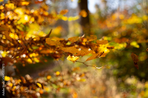 Herbst