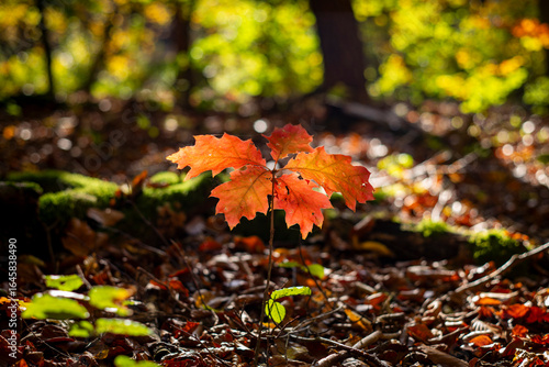 Herbstlaub