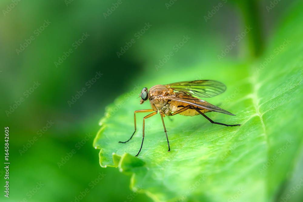 Obraz premium Macro of a robber fly