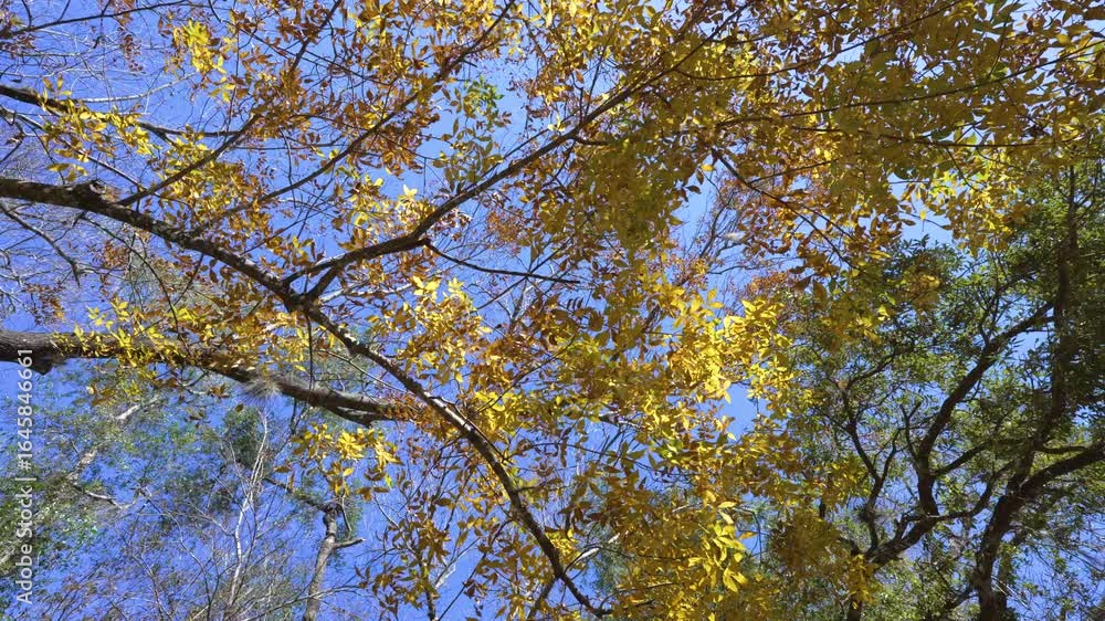 Canopies of yellow forest trees in autumn season. Colorful fall vegetation Canopies of yellow forest trees in autumn season. Colorful fall vegetation