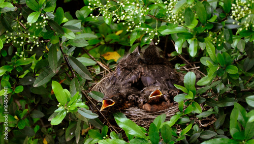 Little thrushes in the nest 4K