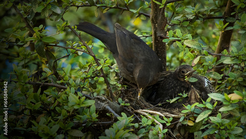Blackbird nest 4K