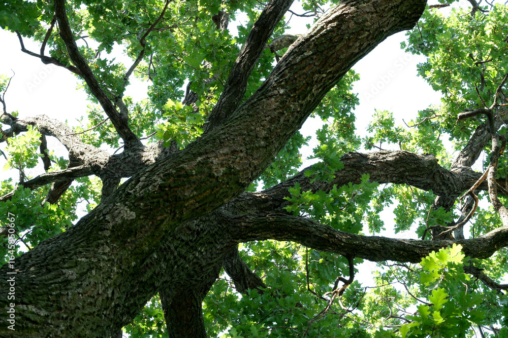 Obraz premium Magnificent oak tree displays lush greenery under bright blue sky