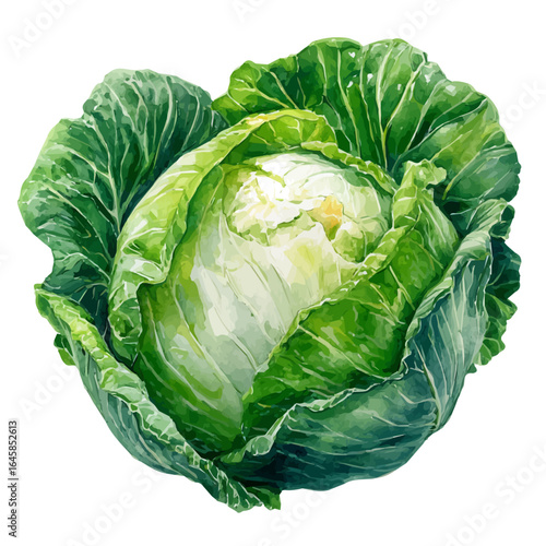A watercolor painting of Cabbage, vector illustration on white background.